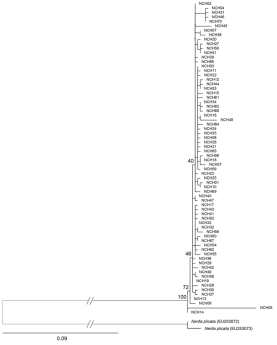 큰입술갈고둥 COI haplotype에 근거한 Maximum likelihood (ML) 계통수