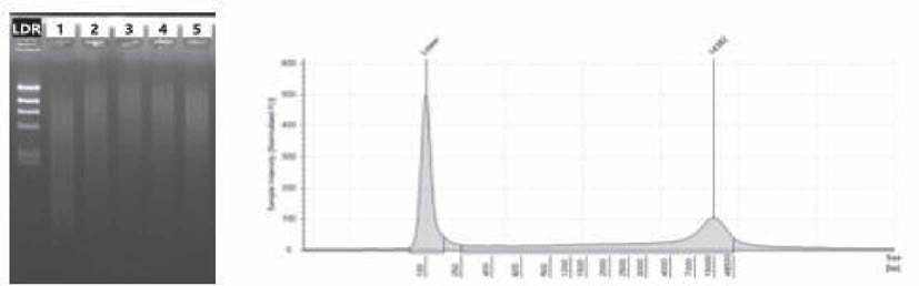 Genomic DNA QC. Gel electrophoresis(좌)와 electropherogram(우)