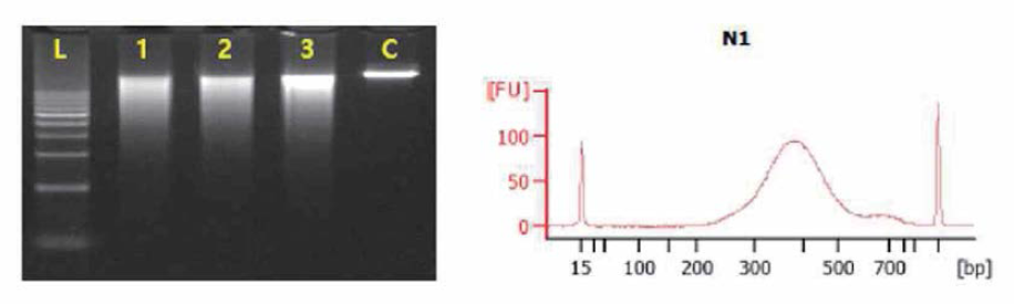 나팔꽃민강도래 g D N A 의 gel eletrophoresis image (좌)와 electropherogram summary (우)