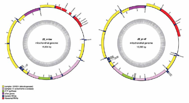 토우민강도래 (Nemoura tau)(좌)와 삼새민강도래 (Protonemura villosa)(우) 미토콘드리아 유전체 지도