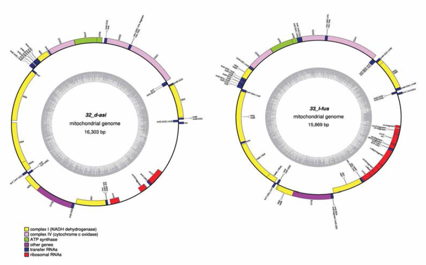 한계령 꼬마강도래 (Despaxia asiatica)(좌)와 집게 강도래(Leuctra fusca)(우) 미토콘드리아 유전체 지도