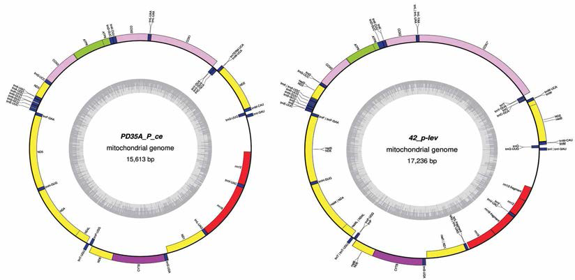 꼬리강도래(Paraleuctra cercia)(좌)와 멋쟁이애기강도래(Perlomyia levanidovae)(우) 미토콘드리아 유전체 지도