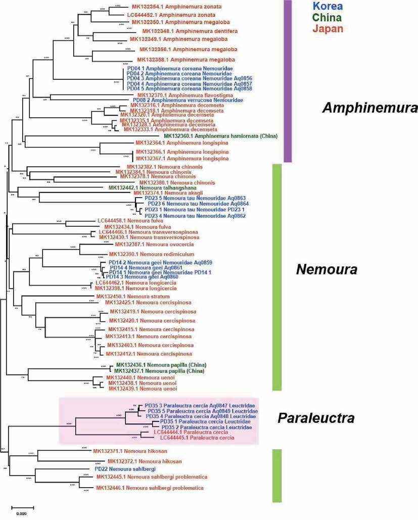 동아시아(한국，일본，중국) 민강도래상과 COI 유전자 기반 NeiRhbor-Joining Tree