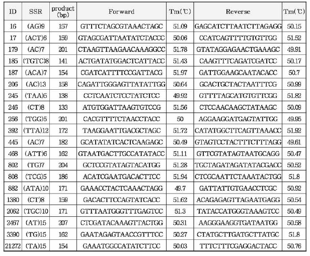 나팔꽃민강도래 microsatellite marker candidate region에 대한 primer list