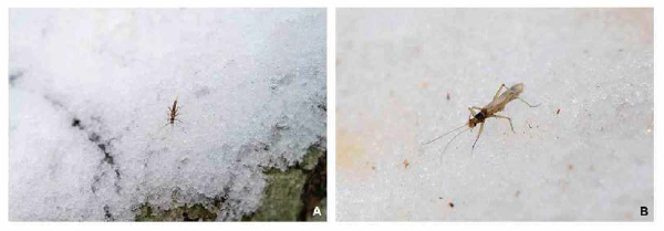 오대산국립공원에서 눈 위를 기어 다니는 Mesyatsia makartchenkoi. A： 유충，B: 성충