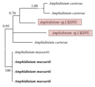 와편모류 Amphidinium corpulentum (Amphidinium sp.1)와 Amphidinium sp. (Amphidinium sp.2)의 18S rRNA 유전자 염기서열에 대한 분자 계통수