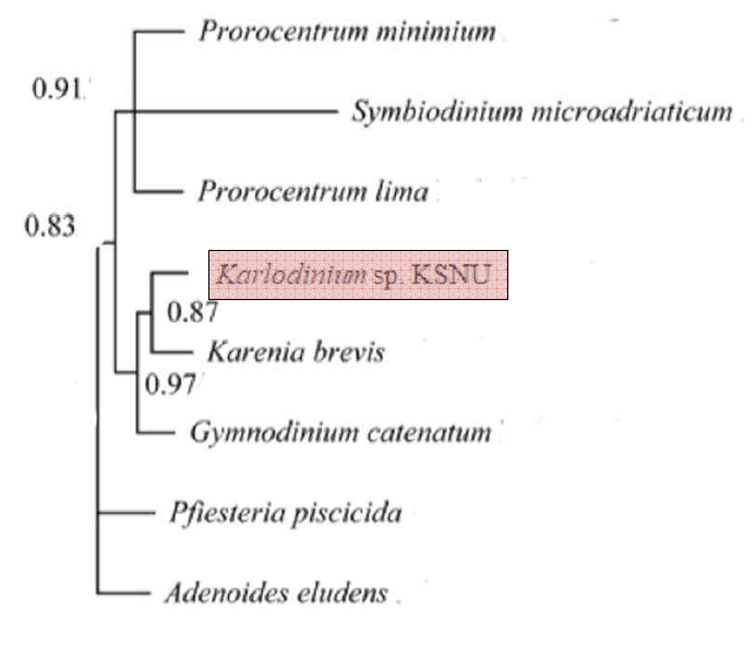 와편모류 Karlodinium sp.의 18S rRNA 유전자 염기서열에 대한 분자 계통수