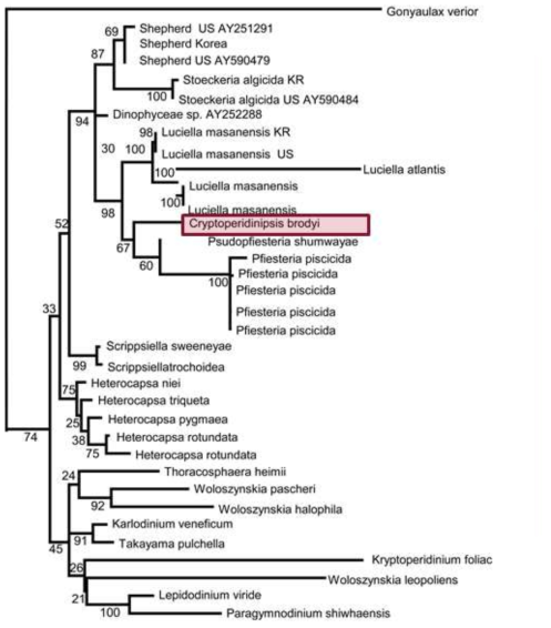 와편모류 Cryptoperidiniopsis brodyi의 18S rRNA 유전자 염기서열에 대한 분자 계통수