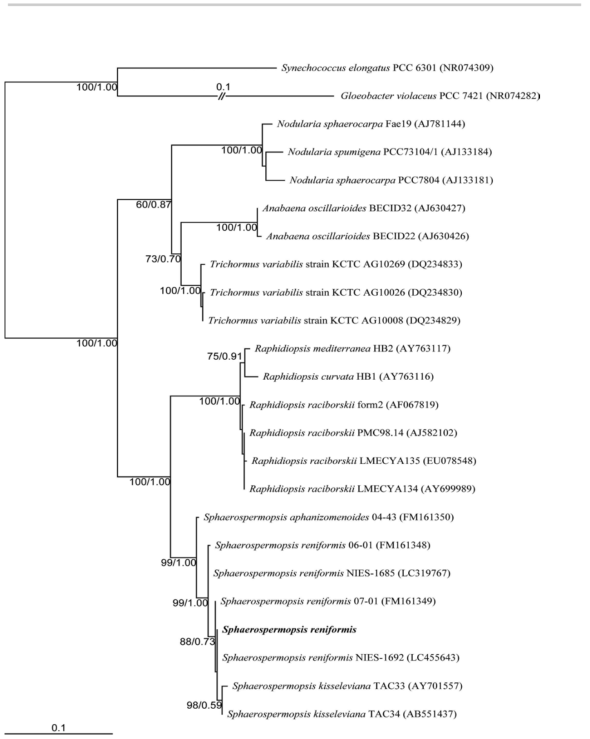 국내 미기록 남세균 Sphaerospermopsis reniformis의 16S rRNA 유전자 염기서열에 대한 분자 계통수
