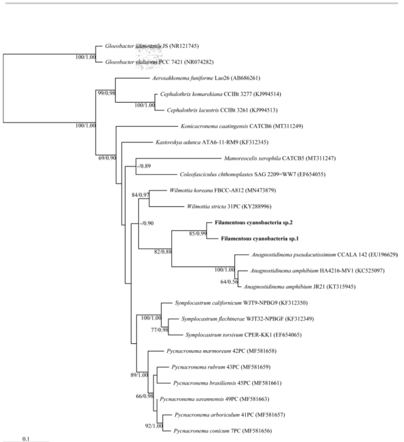 신속/신종 후보 남세균 Filamentous cyanobacteria sp.1, 2의 16S rRNA 유전자 염기서열에 대한 분자 계통수