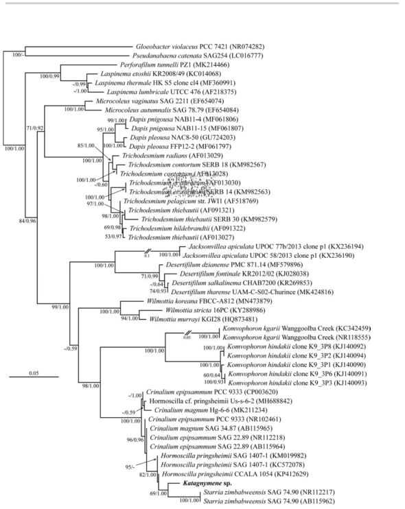 신종 후보 남세균 Katagnymene sp.의 16S rRNA 유전자 염기서열에 대한 분자 계통수