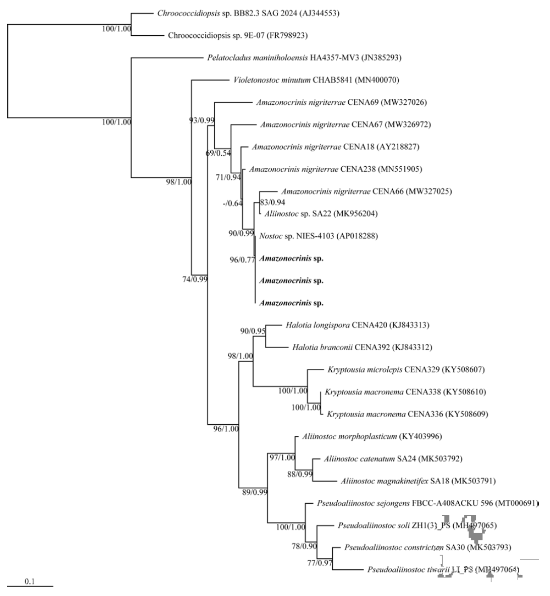 신종 후보 남세균 Amazonocrinis sp.의 16S rRNA 유전자 염기서열에 대한 분자 계통수