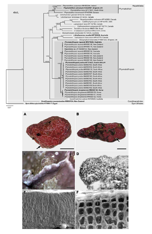 홍조류 Phymatolithopsis donghaensis의 계통 분석 결과(위) 및 형태 형질