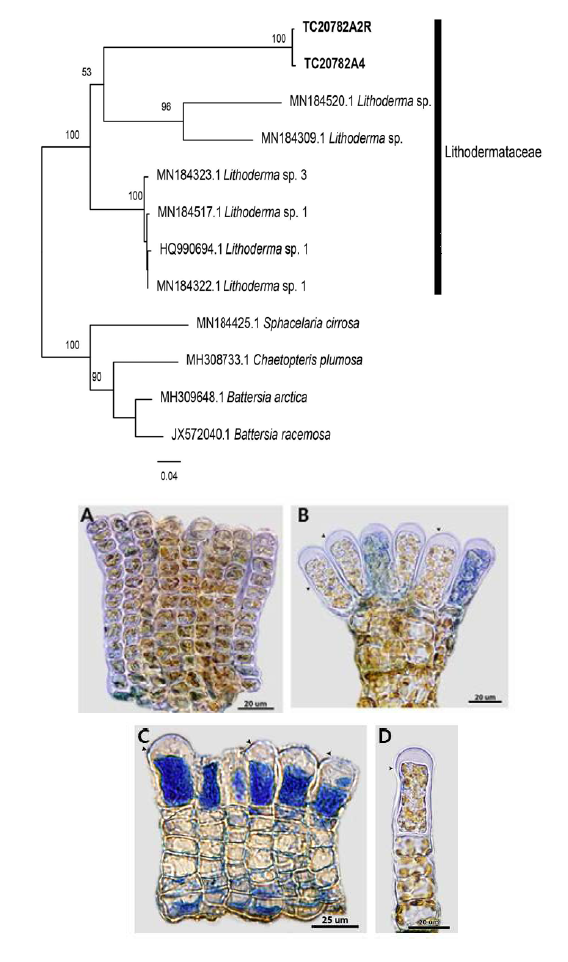 갈조류 Pseudolithoderma extensum 분자 분석 결과(위) 및 형태 특징