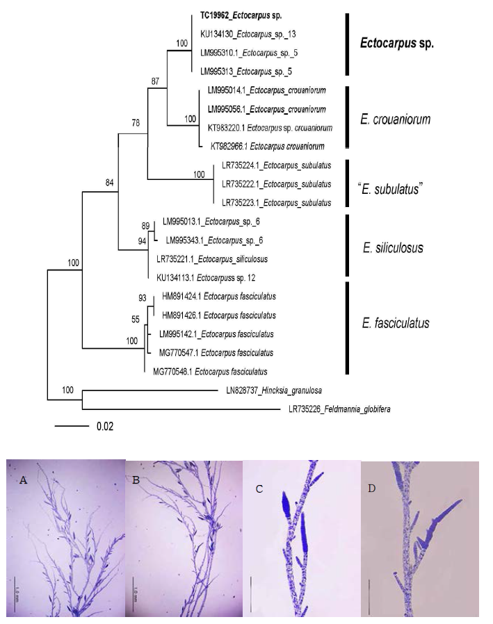 갈조류 Ectocarpus sp. 분자 분석 결과(위) 및 형태적 특징
