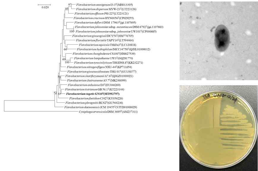 Flavobacterium tagetis GN10T의 근연종들과의 유연관계, 전자현미경 사진 및 agar plate 사진