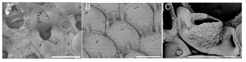 태충류 SEM 부분 확대사진. A. 난실, B. 가시 및 조정낭구, C. 조두체. Scale bar=100 ㎛