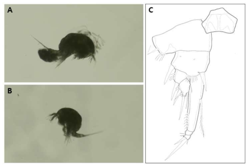요각류 동정을 위한 현미경 이미지 및 부속지 pencil drawing. Diarthrodes sp. (Dactylopusiidae: Harpacticoida) A. 암컷, B. 수컷, C. 암컷의 제1흉지
