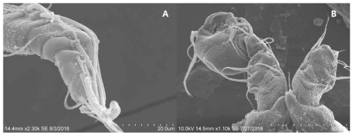 요각류 부분화상자료, SEM 사진. A. 암컷 제1촉각, B. 수컷 제 1촉각