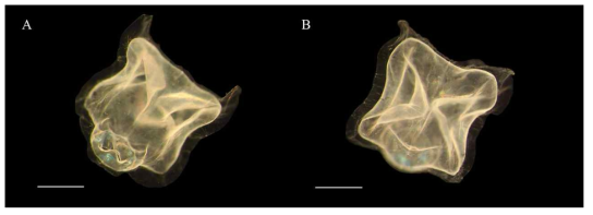 히드로해파리류 동정을 위한 해부 현미경 이미지. A. 등면. B. 배면. Scale bar=1 mm