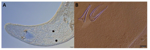 봉장목 편형동물 동정을 위한 현미경 400배율 이미지. A. 주둥이 (Proboscis) 부분 B. 영구 표본에서 보존되는 Stylet. scale bars=20μm