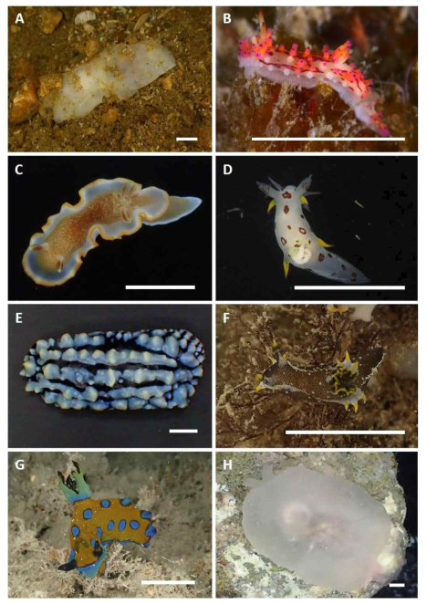 후새류 미기록종. A. Philine orientalis, B. Aegires villosus, C. Glossodoris rufomarginata, D. Trapania japonica, E. Phyllidia varicosa, F. Polycera hedgpethi, G. Tambja caeruleocirrus, H. Berthella strongi. Scale bars = 1cm