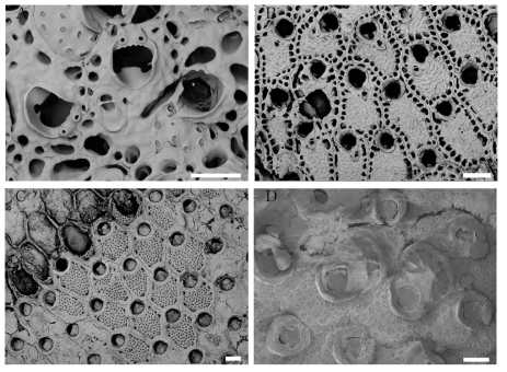 태형동물 신종 및 미기록종. A. Parasmittina sp. nov., B. Pleurocodonellina marcusi, C. Hippoporina purpurata, D. Cribellopora simplex. Scale bars = 100㎛