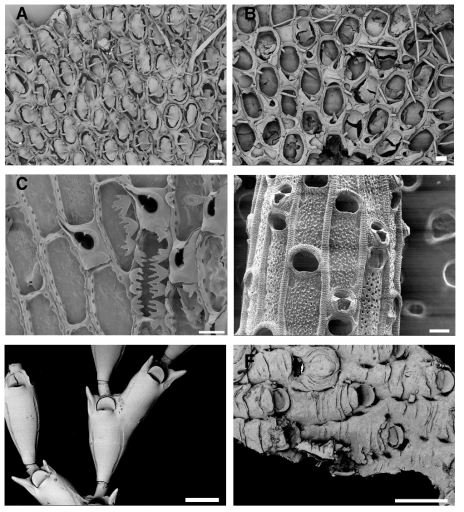 태형동물 신종 및 미기록종. A. Cauloramphus sp. nov., B. Tegella aquilirostris, C. Gregarinidra sp. nov., D. Microporina japonica, E. Catenicella contei, F Celleporella sp. nov. Scale bars = 100㎛