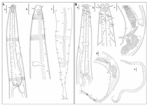 선형동물 미기록종. A. Dorylaimopsis variabilis Muthumbi, Soetaert & Vincx, 1997, B. Setosabatieria hilarula (de Man, 1922). Scale bar=20 ㎛(a~d), 100 ㎛(e)