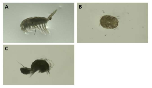 요각류 신종 및 미기록종. A. P leuromamma indica Wolfenden, 1905, B. Kushia zosteraphila Harris V.A. & Iwasaki, 1996. C. Diarthrodes sp.