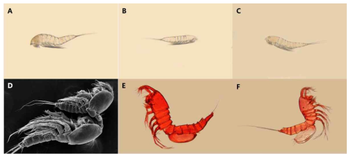 요각류 신종 및 미기록종. A. Ectinosoma sp., B. Halectinosoma sp. 1, C. Halectinosoma sp. 2, D. Tigriopus koreanus, E. Phyllopodopsyllus sp. 1, F. Phyllopodopsyllus sp. 2