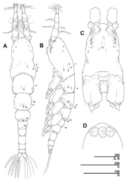 요각류 신종. Caromiobenella sp. nov., male. (A) habitus, dorsal (B) habitus lateral (C) Cephalothorax, ventral (D) Forehead showing slight anterior protrusion. Scale bars in micrometer