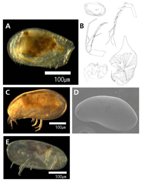 패충류 신종 및 미기록종. A, B. Pseudocythere sp., C, D. Sclerochilus mukaishimensis, E. Paradoxostoma cf. fragile