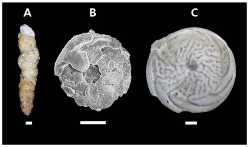 유공충 미기록종. A. Karrerulina conversa, B. Rotaliammina trumbulli, C. Amphistegina radiata