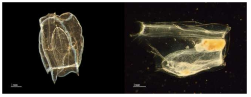 히드로해파리류 미기록종. A. Bassia bassensis, B. Ceratocymba leuckartii, Scale bar=1 mm