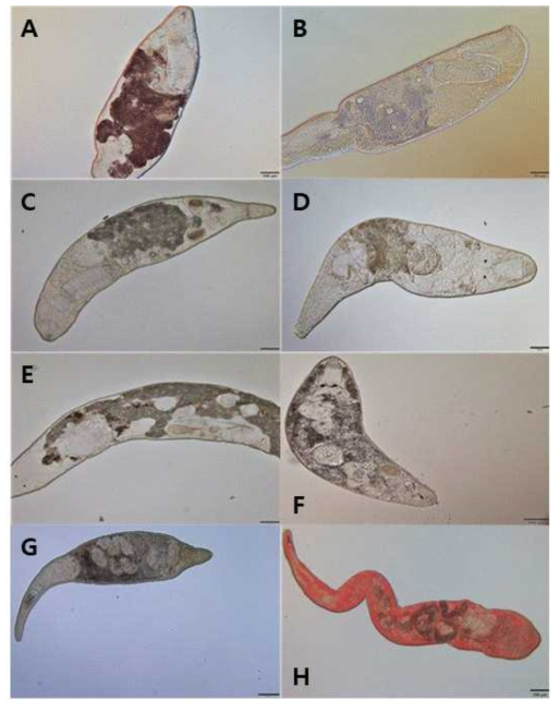 편형동물 미기록종. A. Baltoplana magna B. Cheliplana hawaiiensis C. Cheliplana terminalis D. Cicerina elegans E. Phonorhynchopsis haegheni F. Scanorhynchus limophilus G. Carcharodorhynchus flavidus H. Diascorhynchus serpens