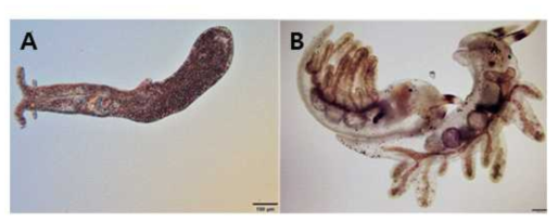 이새아강 미기록종. A. Paraganitus ellynae, B. Stiliger berghi