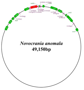 Novocrania anomala 미토콘드리아 부분 유전체의 상대적 위치