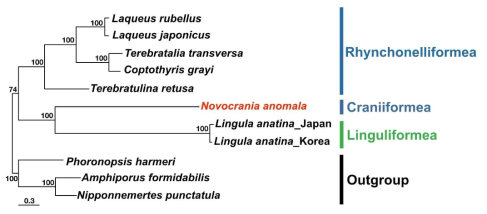 완족동물 미토콘드리아 유전체의 amino acid data를 이용한 주요 분류군 사이의 계통수(maximum likelihood tree)