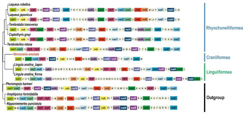 완족동물 미토콘드리아 gene arrangement pattern 비교