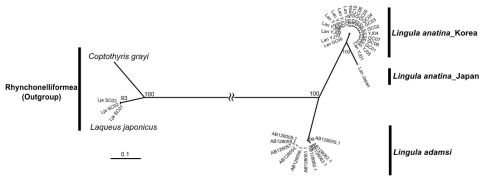 Partial mtDNA cox1 유전자 염기서열을 이용한 L. anatina와 L. adamsi 사이의 계통수(maximum likelihood tree)