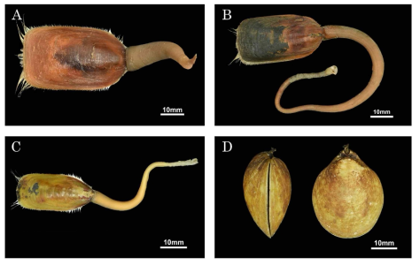 완족동물 형태 이미지. A. Lingula adamsi (국립생물자원관 대여표본), B. Lingula adamsi (이화여자대학교 자연사박물관 대여표본), C. Lingula anatina, D. Laqueus japonicus