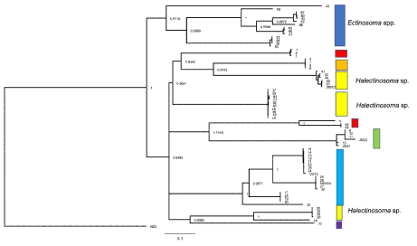 The maximum clade credibility tree resulting from the Bayesian analysis of concatenated nucleotide dataset in Mrbayes