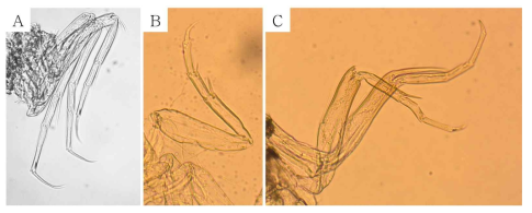 패충류 부속지 다리의 형태. A: P. sp, B: S. mukashimensis, C: P. cf. fragile