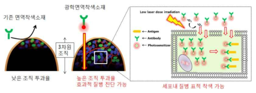 광학 면역화학착색진단 모식도