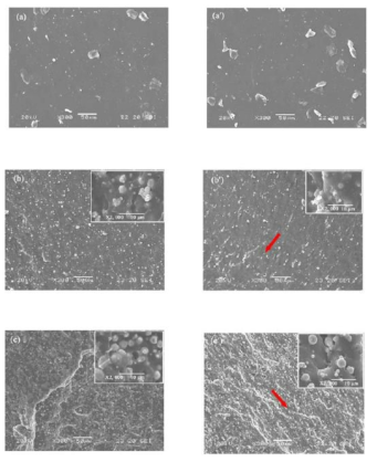 CIP 함량별 모폴로지. 등방성 MRE ; (a) 0 phr (b) 53 phr (c) 204 phr 이방성 MRE ; (aʹ) 0 phr (bʹ) 53 phr (cʹ) 204 phr