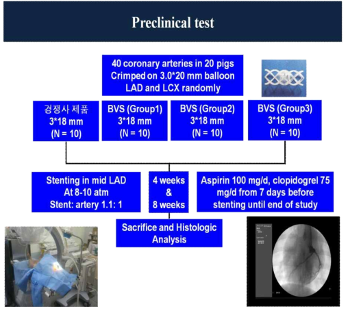 생분해성 스텐트 전임상 돼지 동물 실험 프로토콜