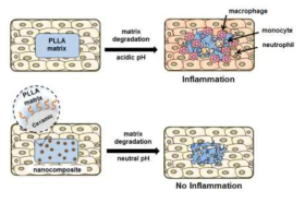 세라믹 나노입자를 통한 염증 제어 모식도