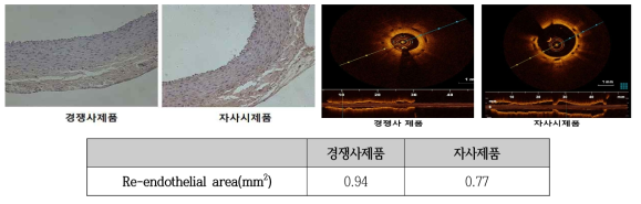 정량적 분석 Re-endothelial effect와 Ex-vivo OCT 분석