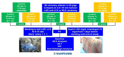 전임상 평가 절차